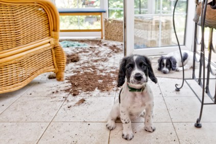 A dog that made a huge mess from bad behavior