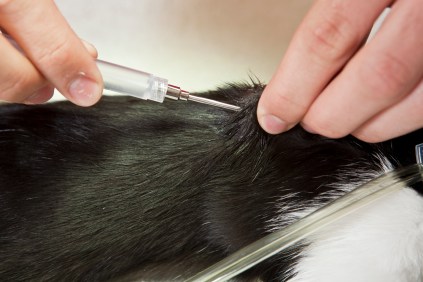 A pet receiving a microchip