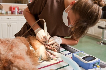 A dog undergoing a dental proceedure