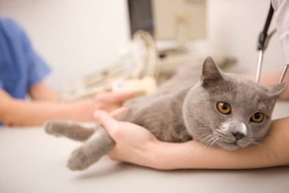 A cat being held gently on exam table