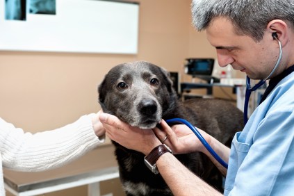 An older dog in a geriatric exam