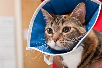 A cat with an elizabethan collar