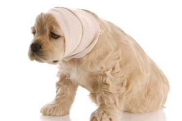 A painful looking dog with ears wrapped in ace bandage