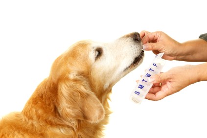 Owner giving a dog medicine