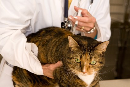 A cat receiving a vaccine