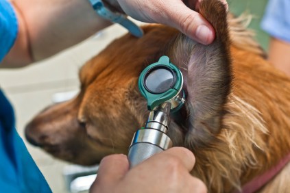 A dog getting an ear exam